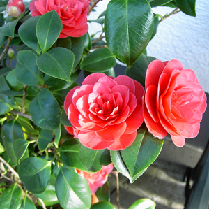 June Gardening Tips