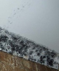 Advice from Commercial Painting Experts on Fixing Mould