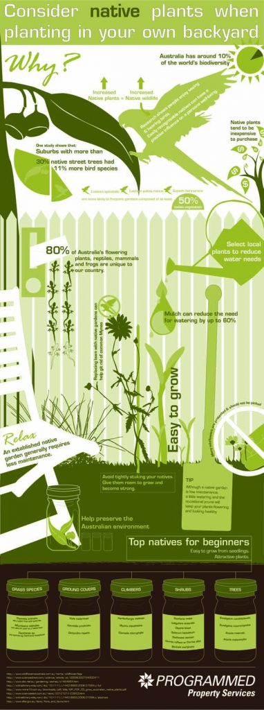 Benefits of Planting Australian Natives in Your Own Backyard Infograhic