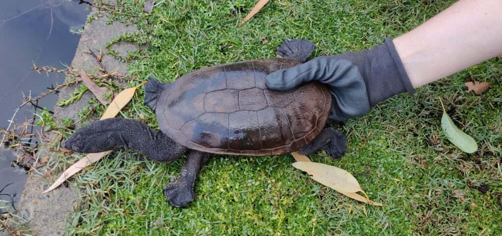 PRA rescues turtles