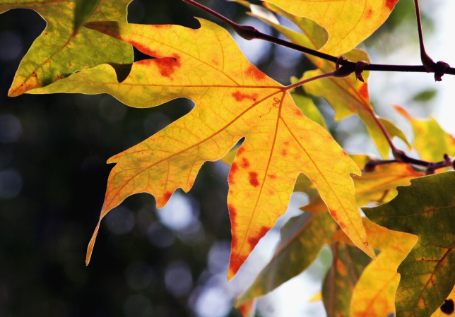 April Gardening Tips