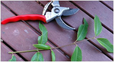 Your Guide to Plant Propagation
