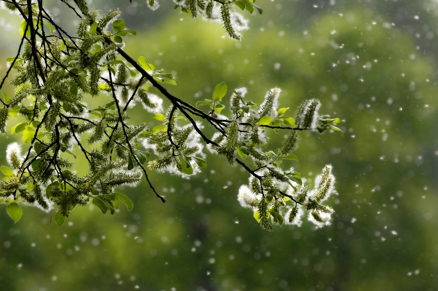 How to Survive Your Hay Fever